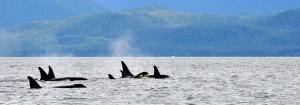 A juvenile orca practices breaching as the pod swims on.