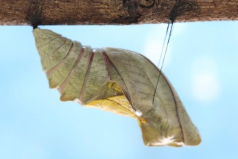 beautiful Monarch chrysalis on tree , butterfly