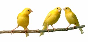 Canaries-000001785888_Medium
