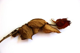 Death-rose-000052586366_Medium - Copy